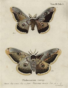 Kejsarmal, Saturnia pavonia.