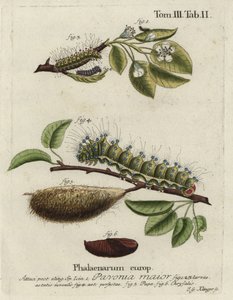Kejsarmal, Saturnus påfågel, mask, docka, puppa.