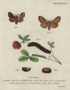Grass eggar, Lasiocampa trifolii. av Johann Georg Klinger
