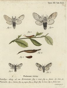 Lesser pussmal, Cerura hermelin. av Johann Georg Klinger