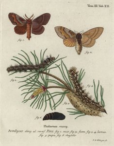 Tall lappet, Dendrolimus pini.