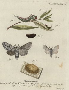 Pussmal, Cerura vinula.
