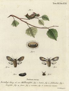 Tawny framträdande mal, Harpyia milhauseri. av Johann Georg Klinger