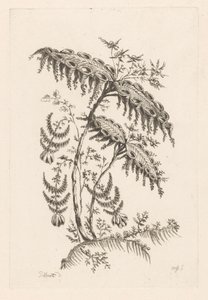 Blad med hornformer Fleures Baroque (serietitel) av Johann Heinrich  Hess