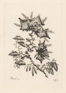 Drakformade blommor Fleures Baroque (serietitel) av Johann Heinrich  Hess