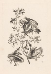 Triangulära blommor Fleures Baroque (serietitel) av Johann Heinrich  Hess