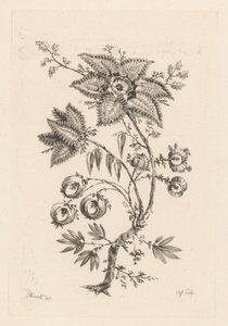 stjärnformade blommor Fleures Baroques (serietitel) av Johann Heinrich  Hess