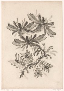 Takken träffade bessen Samling av nya smakblommor; För Manufacture des Etoffes de Perse (serietitel) av Johann Heinrich  Hess