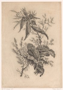 Wilde roosachtigen Samling av nya smakblommor; För Manufacture des Etoffes de Perse (serietitel) av Johann Heinrich  Hess