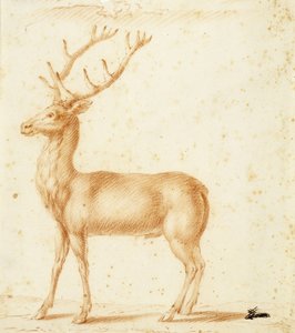 En hjort, 1600-talet (röd krita på papper)