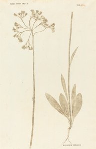 Hieracium Cymosum av Johann Hieronymus Kniphof
