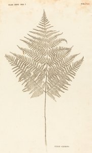 Pteris Aquilina av Johann Hieronymus Kniphof