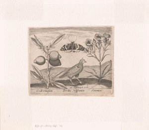 Serie av tryck med blommor och djur i ett landskap Landskap med citronplanta, vaktel och speedwell Landskap med djur, växter och blommor (serietitel)