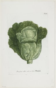 Brassica alba vel viridis, från Phytanthoza Iconographia, 1735-45 av Johann Jakob Haid