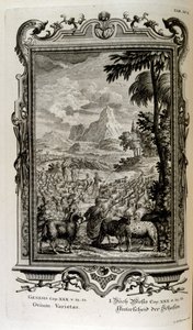 swedish av Johann Jakob Scheuchzer