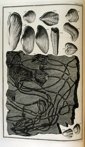 Fossiliserade ben representerade djur som förstördes av den stora bibliska översvämningen av Johann Jakob Scheuchzer
