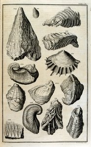 Fossilerade rester av skal representerade djur som förstördes av den stora bibliska översvämningen av Johann Jakob Scheuchzer