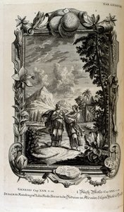 Mandragora växt. Det är ofta känt som mandrake