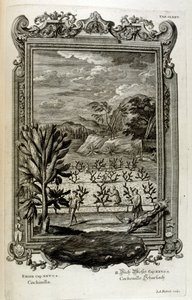 odlar kaktus av Johann Jakob Scheuchzer