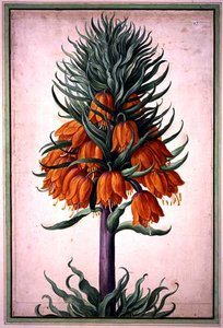 Fritillaria imperialis (imperial krona) tallrik 25 från Nassau Florilegium (akvarell på papper)