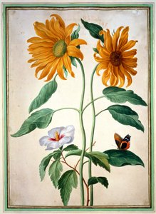 Solrosor, tallrik 18 från Nassau Florilegium (wc på papper)