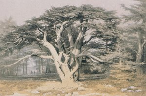 Libanons cedrar. Etsning av Bernatz et alii - Steinkopk J.F. Redaktör