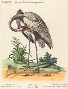 Grus Americana, hög major av Johann Michael Seligmann after George Edwards