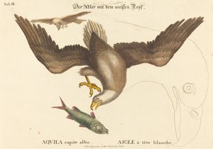 The Bald Eagle (Falco leucocephalus) av Johann Michael Seligmann after Mark Catesby