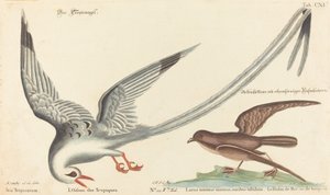 Tropic Bird (Phaeton aethereus) av Johann Michael Seligmann after Mark Catesby