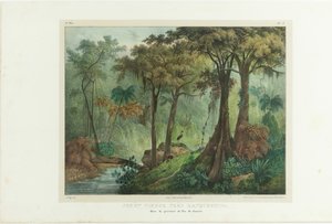Virgin Forest Nära Manqueritipa. Från Picturesque Journey in Brazil, 1835.