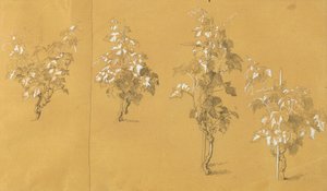 Weinstock, studie för "Hermann och Dorothea i vingården" av Johann Peter Krafft
