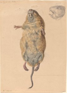 En fältmus, underifrån av Johann Rudolph Schellenberg