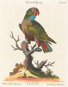 Papegoja (Le Parrot Brunatre. Pfittacus Fulcus Mexicanus) av Johann Sebastian Leitner after George Edwards