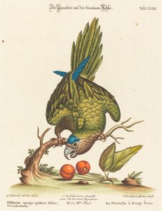 Mindre brunstrupad parakit, västerländsk av Johann Sebastian Leitner after George Edwards