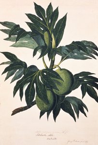 En gren av brödfruktträdet med frukt, ca 1773 (gravyr)