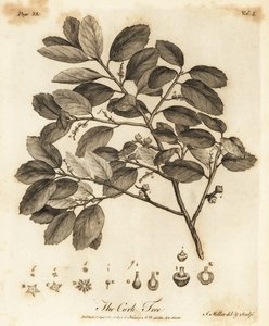 Korkek, Quercus suber.