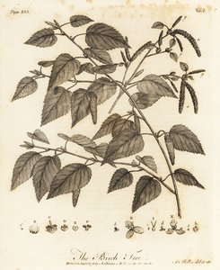 Dunbjörk, Betula pubescens.