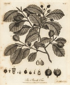Europeisk bok eller vanlig bok, Fagus sylvatica.