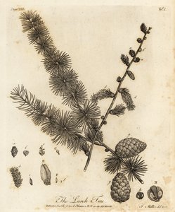 Europeisk lärk, Larix decidua.