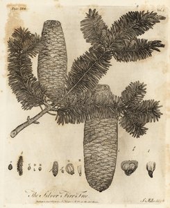 Europeisk silvergran, Abies alba.