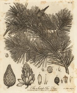 Tall, Pinus sylvestris.