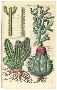 Kaktusar, 1641 av Johann Theodor de Bry