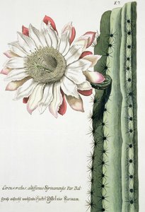 Cereus Erectus Altissimus Syrinamensis från Phythanthoza Iconographica publicerad i Tyskland, 1737-45