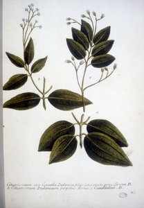 Cinnamomum Zeylanicum (Ceylon Cinnamomum) - Gravyr av herbariet av J.W. Weinmann 1737.
