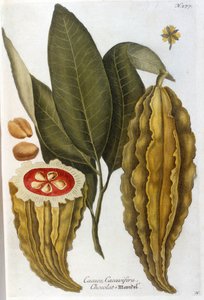 Kakao - i Herbier av J. W. Weinmann