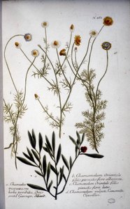Flera arter av Chamaemelum (kamomill) -I "" Herbarium av J.W.Weinmann 1737.