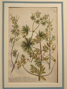 Ört Robert (Geranium robertianum), färgad gravyr