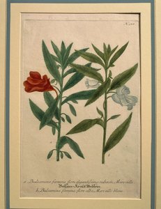 Impatiens, färgad gravyr