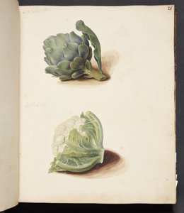 Studie av kronärtskocka och blomkålshuvud av Johanna Fosie