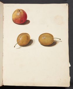 Studie av äpple och plommon